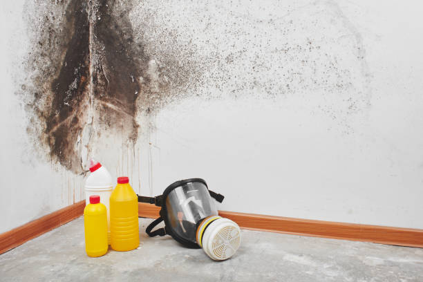 Best Mold Remediation for Specific Building Types in Marlin, TX