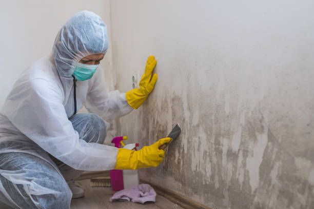 Best Insurance-Related Mold Remediation in Marlin, TX