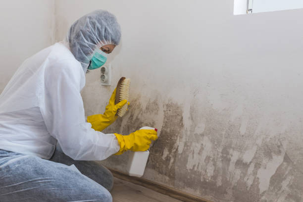 Best Attic Mold Remediation in Marlin, TX