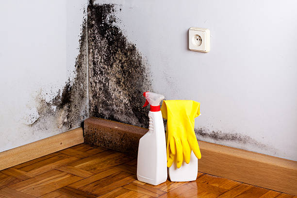 Best DIY Mold Remediation Support Services in Marlin, TX