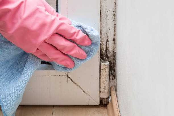 Best Basement Mold Remediation in Marlin, TX