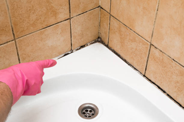 Best Attic Mold Remediation in Marlin, TX